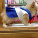 Illustration for article titled Small Dogs Cosplaying as emSailor Moon/em Characters